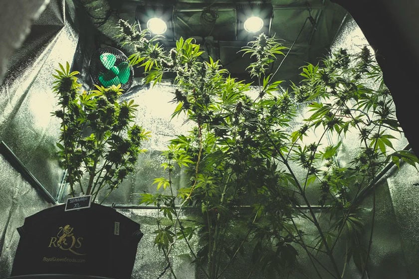 Mini Guía de Cultivo Indoor: Feminizadas No Autoflorecientes by  piranha_chile - Issuu