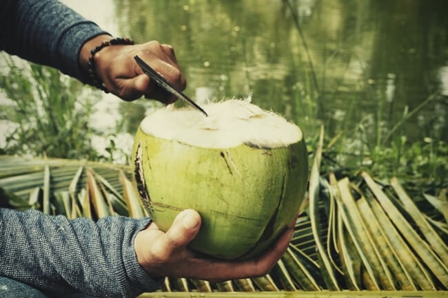 ¿Puedes usar agua de coco como fertilizante para marihuana?