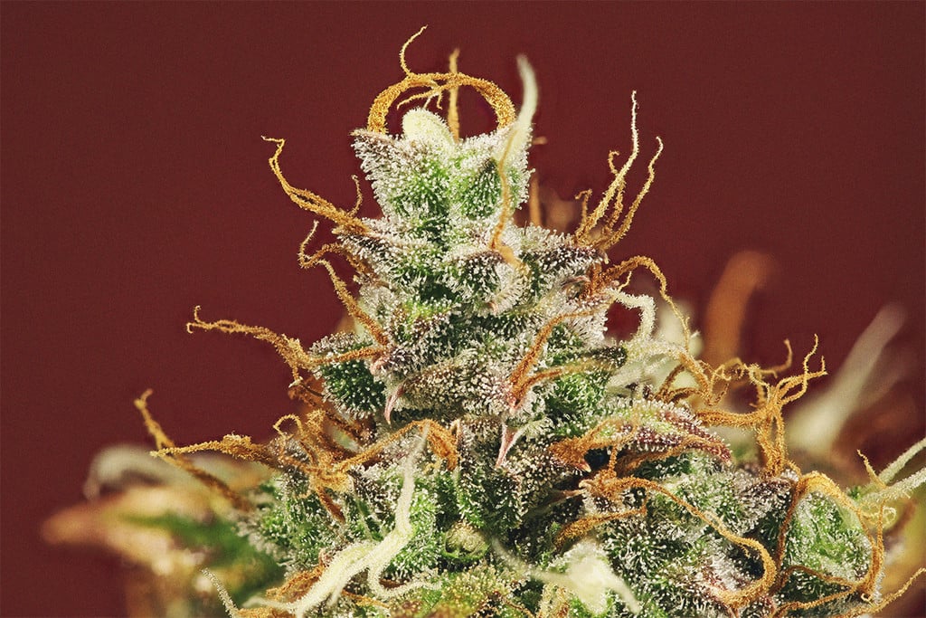 La importancia de los pistilos en el cultivo de cannabis