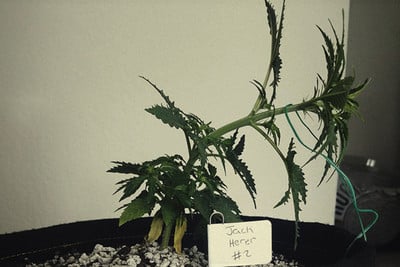 Marihuana húmeda: cómo identificar y solucionar este problema - RQS Blog