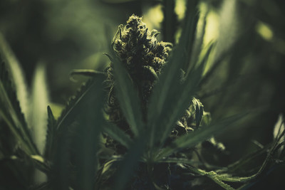 Por qué me han fallado las semillas de marihuana - Blog GB