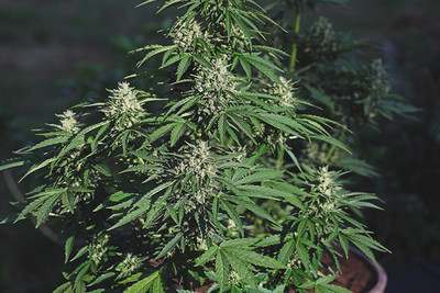Diferencias entre fumar, vaporizar e ingerir cannabis- Alchimia Grow Shop