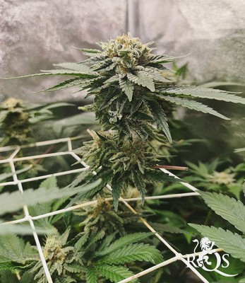 Amnesia Haze Amnesia Haze