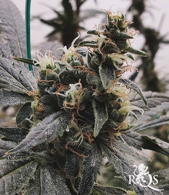 Amnesia Haze Amnesia Haze