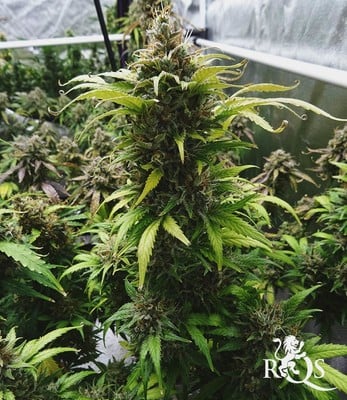 Royal Bluematic Royal Bluematic