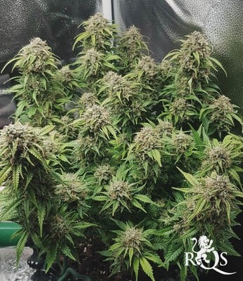 Royal Bluematic Royal Bluematic