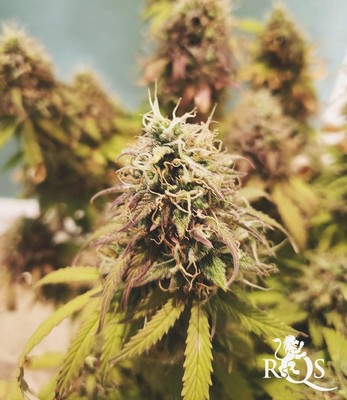 MIx Autoflorecientes  MIx Autoflorecientes