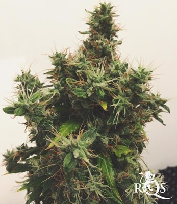 MIx Autoflorecientes  MIx Autoflorecientes