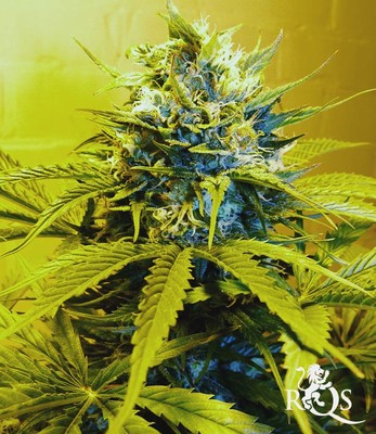 Royal Cheese (Fast Flowering) Royal Cheese (Fast Flowering)