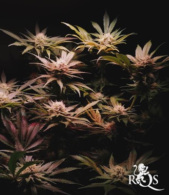 Royal Cheese (Fast Flowering) Royal Cheese (Fast Flowering)