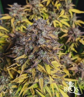 Royal Cheese Auto Royal Cheese Auto