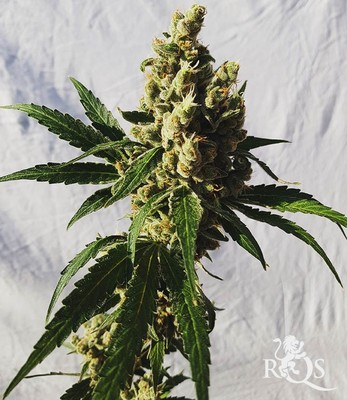 Mother Gorilla (Anteriormente Royal Madre)