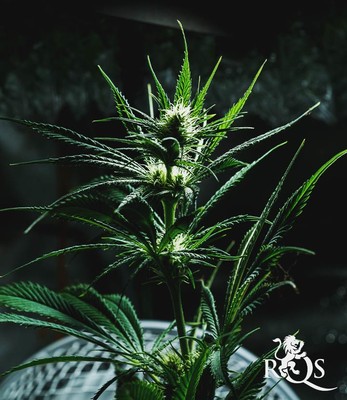 Mother Gorilla (Anteriormente Royal Madre)