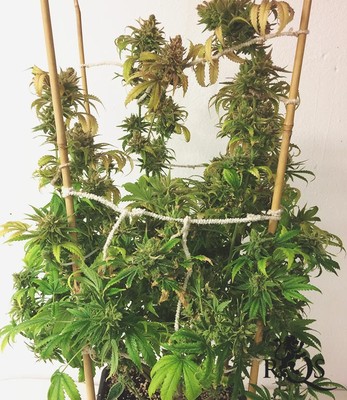 Painkiller XL Painkiller XL