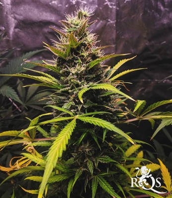 Fast Eddy Automatic CBD