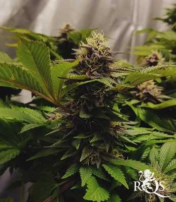 Purple Queen Purple Queen