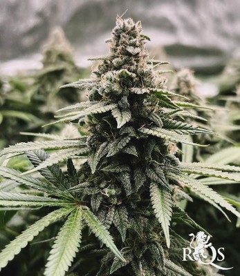 Green Gelato Green Gelato