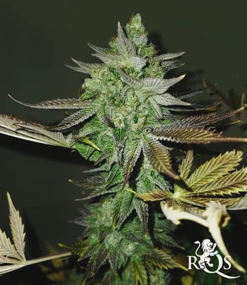 Green Gelato Green Gelato