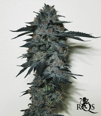 Green Gelato Green Gelato