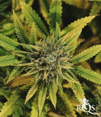 Green Gelato Green Gelato