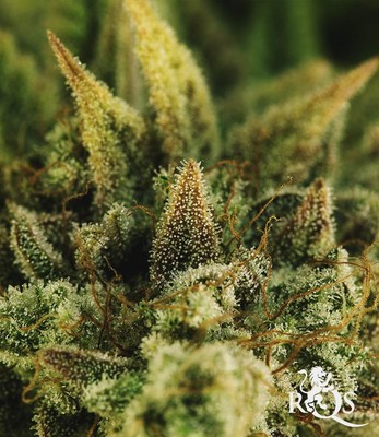 Green Gelato Green Gelato