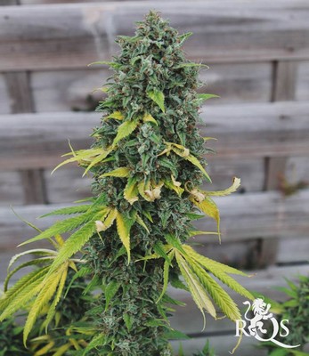 HulkBerry HulkBerry