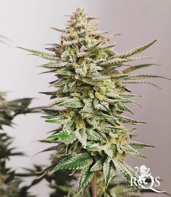 Wedding Gelato Wedding Gelato