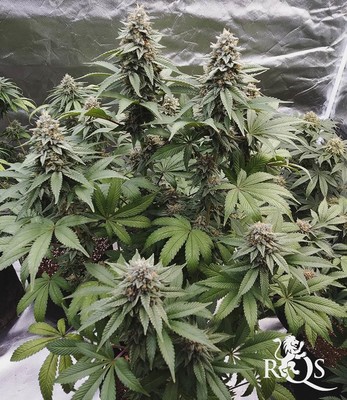 Wedding Gelato Wedding Gelato