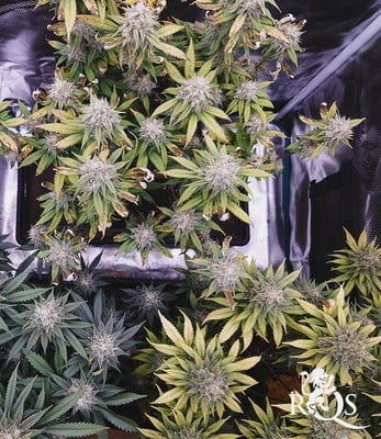 AMG - Amnesia Mac Ganja