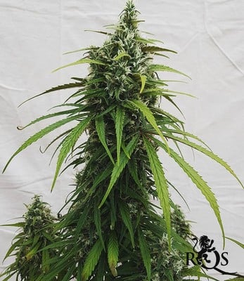 AMG - Amnesia Mac Ganja