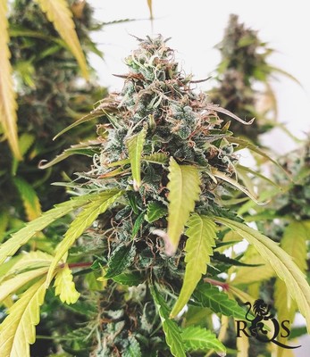 Haze Berry Auto Haze Berry Auto