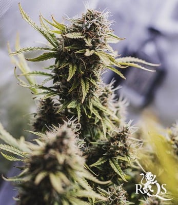 Green Gelato Auto Green Gelato Auto