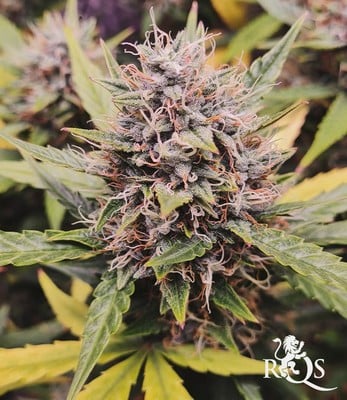 Green Gelato Auto Green Gelato Auto