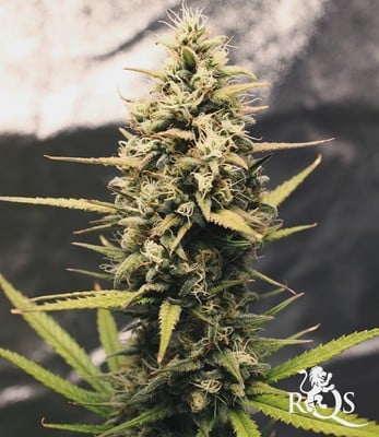 Green Gelato Auto Green Gelato Auto