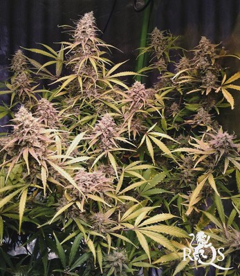 Green Gelato Auto Green Gelato Auto