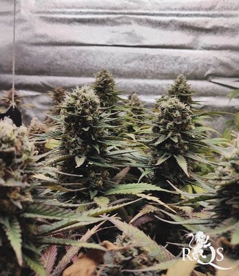 Cookies Gelato Cookies Gelato