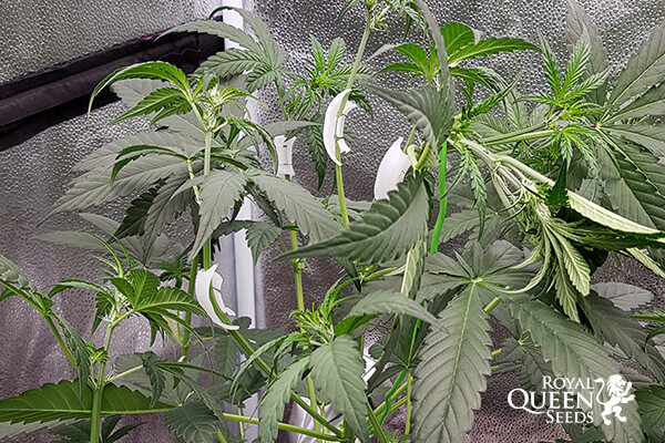 Clips de entrenamiento LST para plantas Clips de entrenamiento LST para plantas