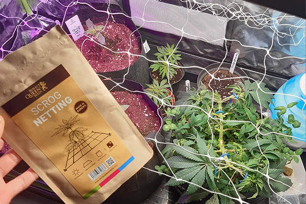 Malla para ScrOG Malla para ScrOG