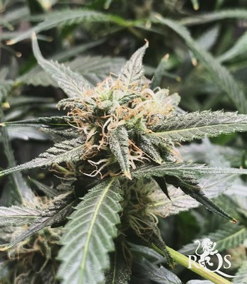 Purple Punch Auto Purple Punch Auto