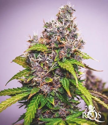 Watermelon Auto Watermelon Auto