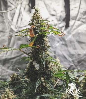 Watermelon Auto Watermelon Auto