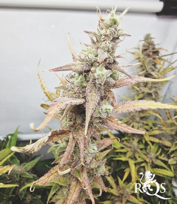 Watermelon Auto Watermelon Auto