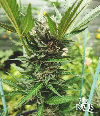 North Thunderfuck Auto