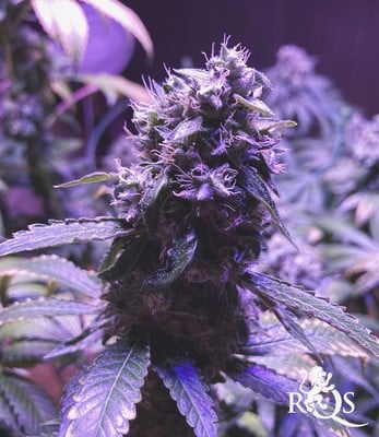 Royal Skywalker Royal Skywalker