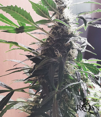 Royal Runtz Auto Royal Runtz Auto