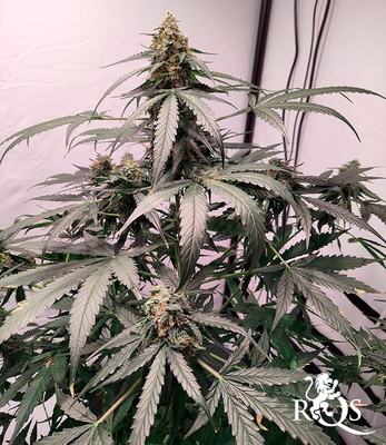 Epsilon F1 Epsilon F1