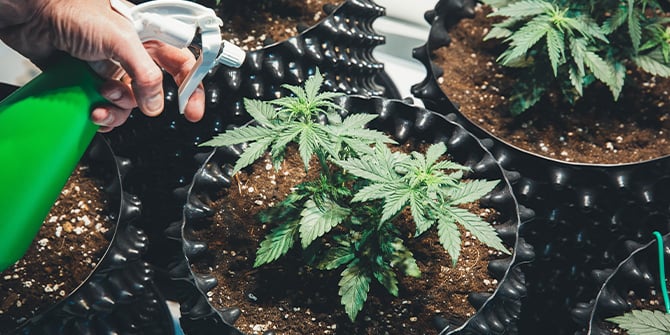 Cultiva cannabis con RQS