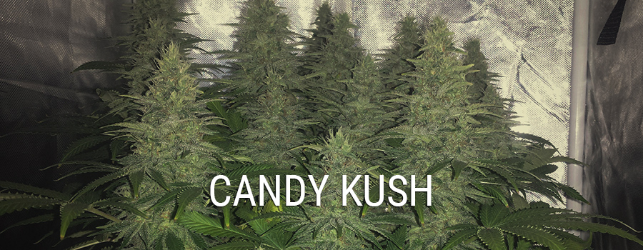 Candy Kush, información adicional