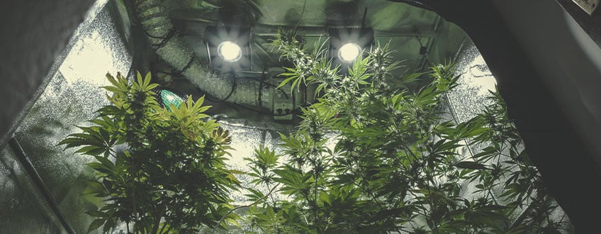 The Average Cost of Building an Indoor Grow Room
