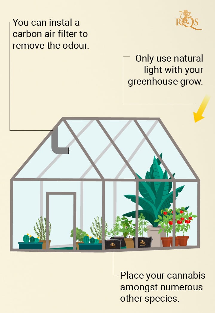 Oculta tus plantas en un invernadero